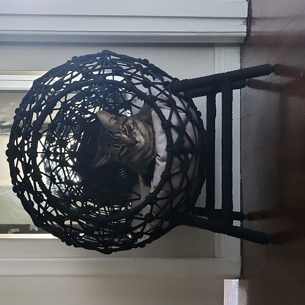 Cat bed